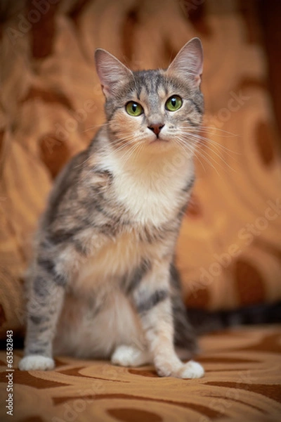 Fototapeta Gray cat with green eyes.