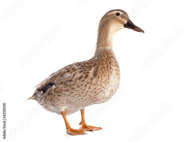 Obraz kaczka żeńska