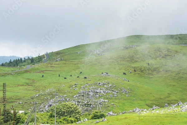 Fototapeta 高原と牛