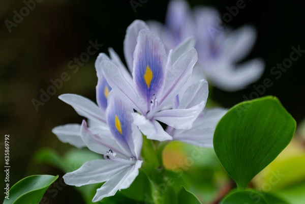 Obraz ホテイアオイ