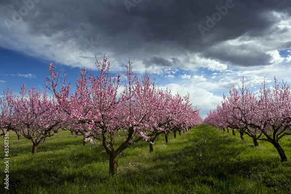 Obraz campi di peschi