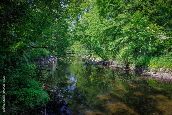 Fototapeta Pristine Woods