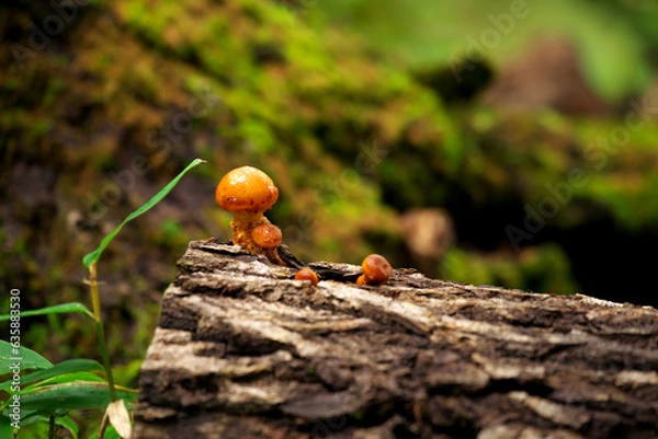 Obraz 森に生える