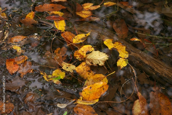 Obraz 秋の落ち葉