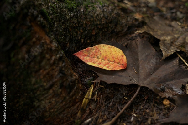 Obraz 秋の落ち葉