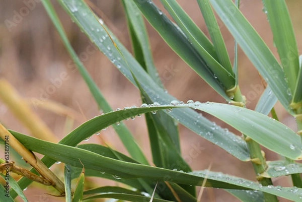 Fototapeta dew on plants