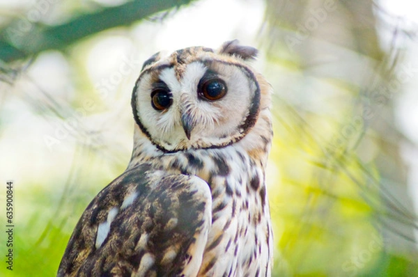 Fototapeta Striped owl perched, over green background