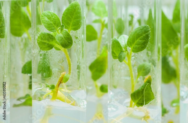 Fototapeta view on litle plants of potato in lab tubes