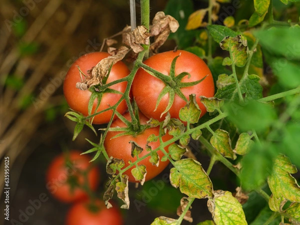 Fototapeta Tomatoes growing on the bush with some dry leaves.
