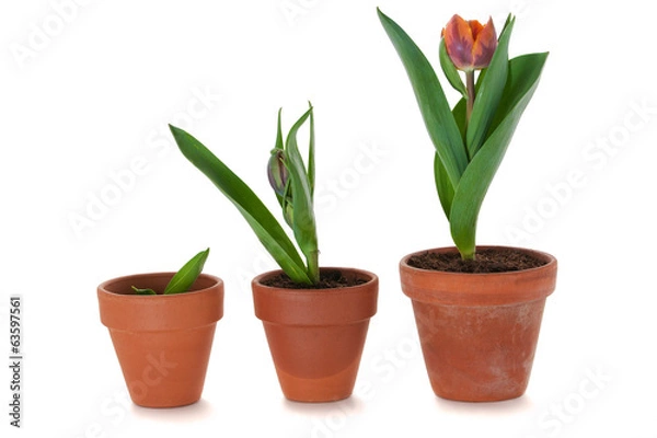 Obraz Tulpen im Blumentopf