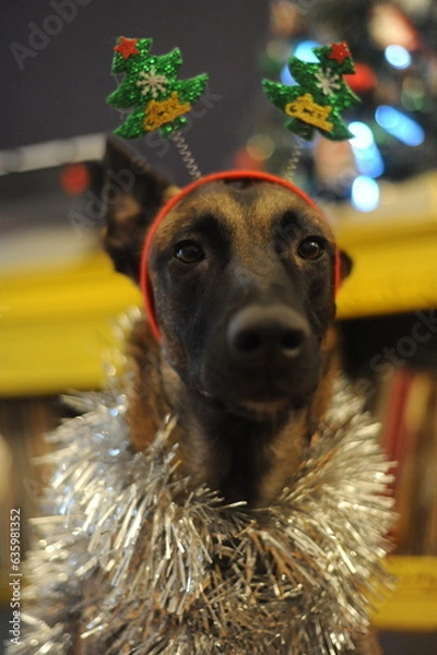 Fototapeta Malinois New Year