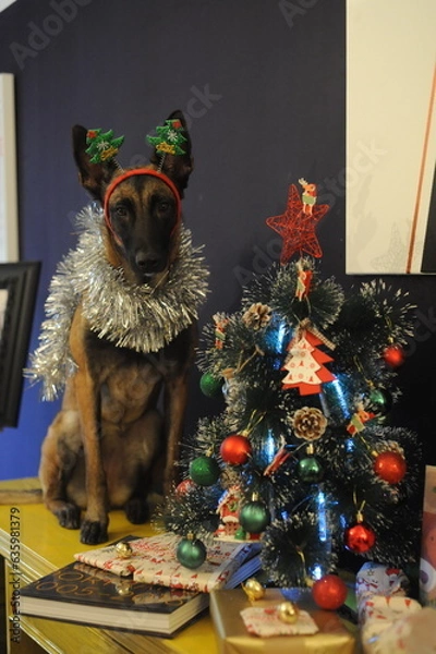 Fototapeta Malinois New Year