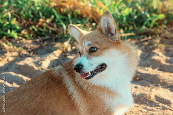 Obraz A red dog of the Corgi breed, looks to the side.