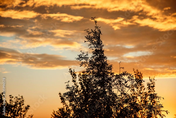 Obraz Bright orange sky, trees in the background.