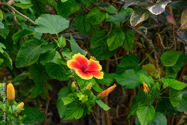 Obraz Photo of an isolated orange, red, yellow flower in the leafy greek background