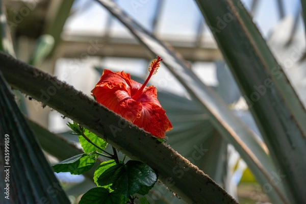Obraz Photo of an isolated red flower blooming in the background of the big green leaves