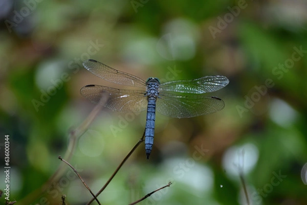 Fototapeta dragonfly on a branch