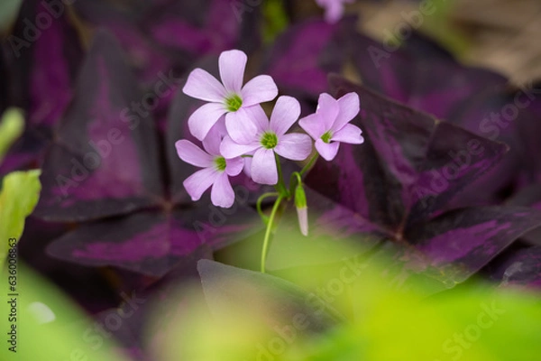 Obraz close up of the herb robert (Geranium robertianum) in the background of burgundy, purple and green leaves.