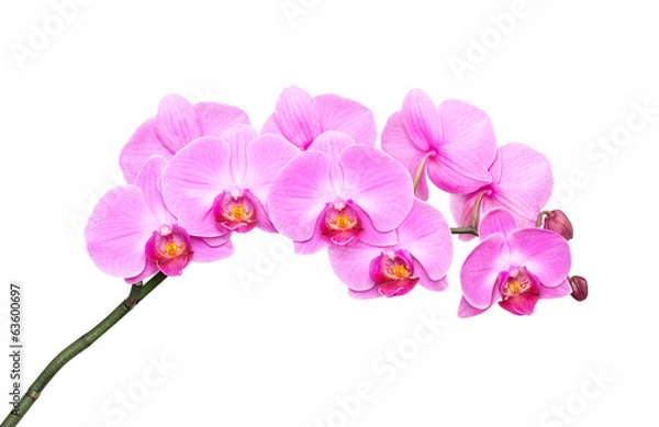 Obraz Pink orchid on a white background