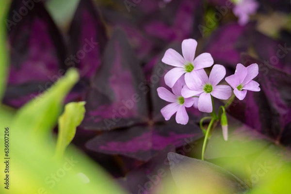 Obraz close up of the herb robert (Geranium robertianum) in the background of burgundy, purple and green leaves