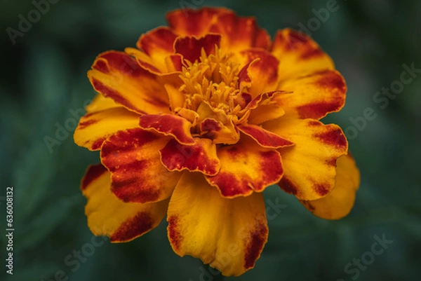 Obraz 'bolero' dwarf marigolf close-up in garden.