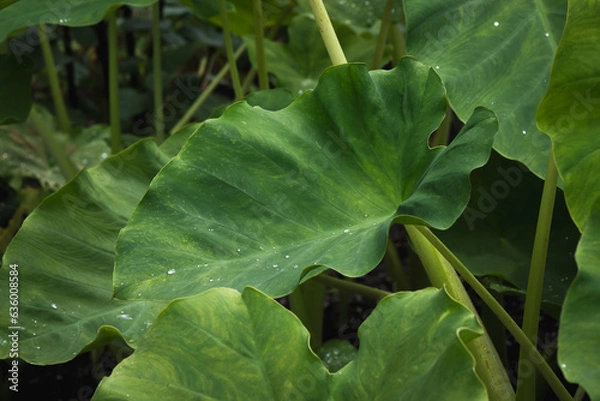 Obraz elephant ears in the garden.
