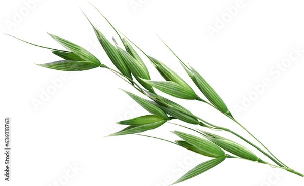 Fototapeta Branch of Fresh Green Barley - Ready to use PNG Cutout Premium Isolated Image