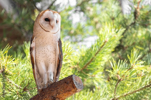 Fototapeta Chouette