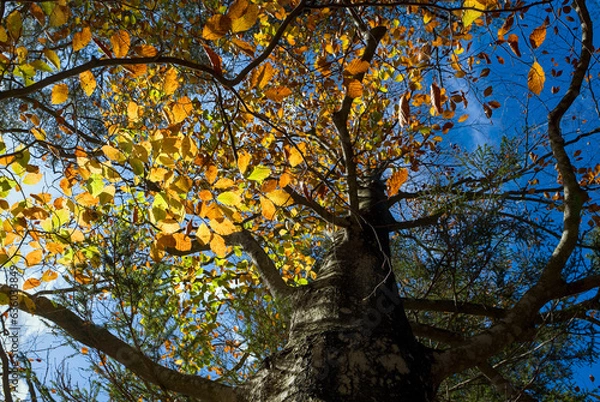 Obraz Looking up at a tree in autumn. A close-up view of a tree with yellow leaves. The leaves are changing color in the fall, and the tree is surrounded by other trees and a blue sky.