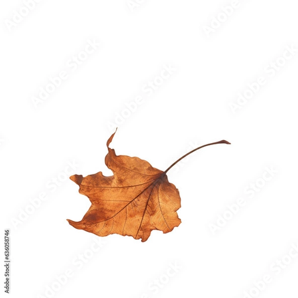 Fototapeta Nature utilizes fallen dead leaves as a backdrop in the park or for web design