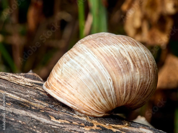 Fototapeta snail on a tree