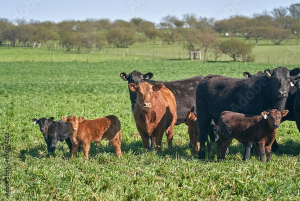 Obraz Angus Cattle In Summer Pasture