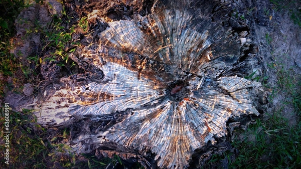 Fototapeta Top view of a large tree stump pattern.