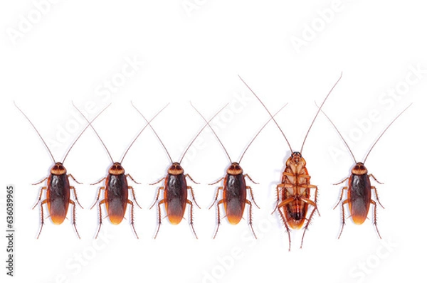 Fototapeta dead cockroach on white background