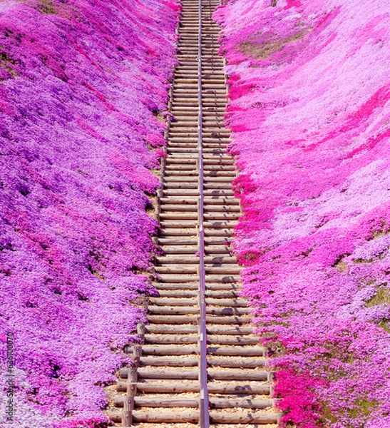 Obraz 北海道　東藻琴芝桜公園の芝桜