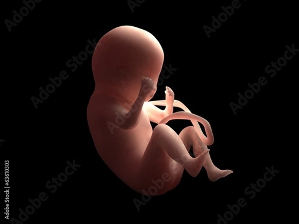 Obraz fœtus seul