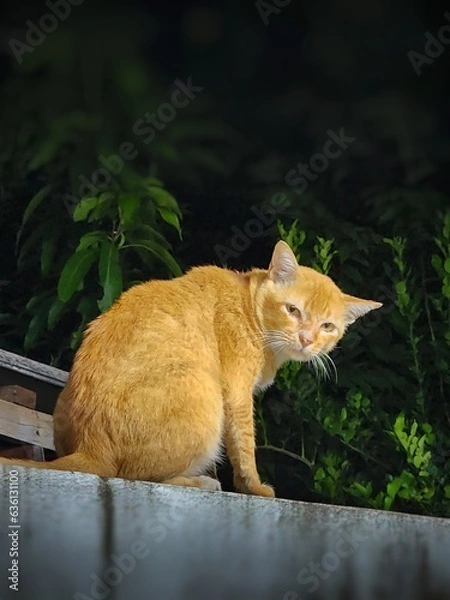 Fototapeta Stray orange cat sitting on the wall and he looks back with curious eyes.