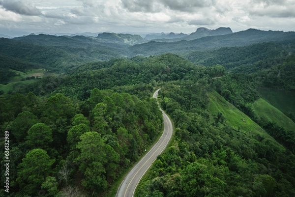 Obraz road in green forest after rain