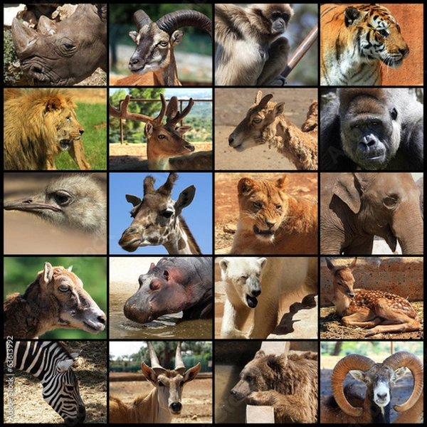 Obraz animals collage