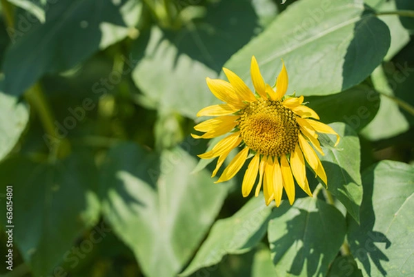 Obraz 真夏のひまわり