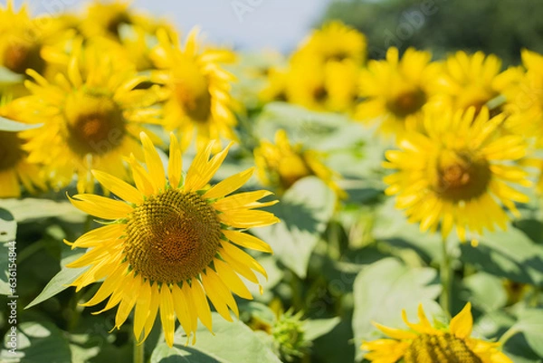 Fototapeta 夏空とひまわり