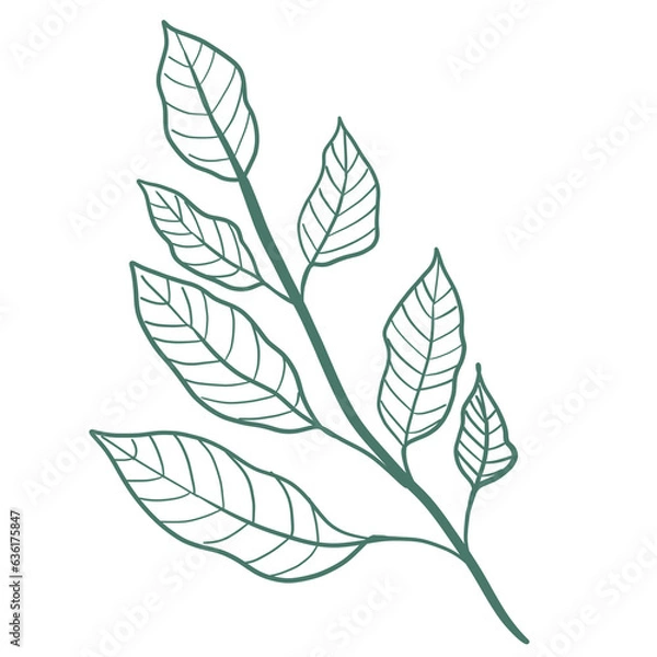 Fototapeta leaf icon