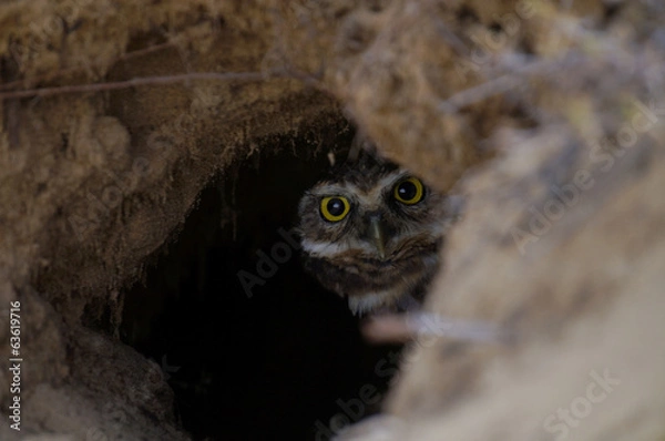 Obraz what r u staring? GET OFF!