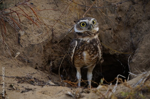 Obraz what is that noise?!