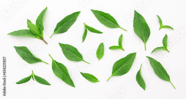 Obraz Fresh basil leaf pattern on white background , top view , flat lay.