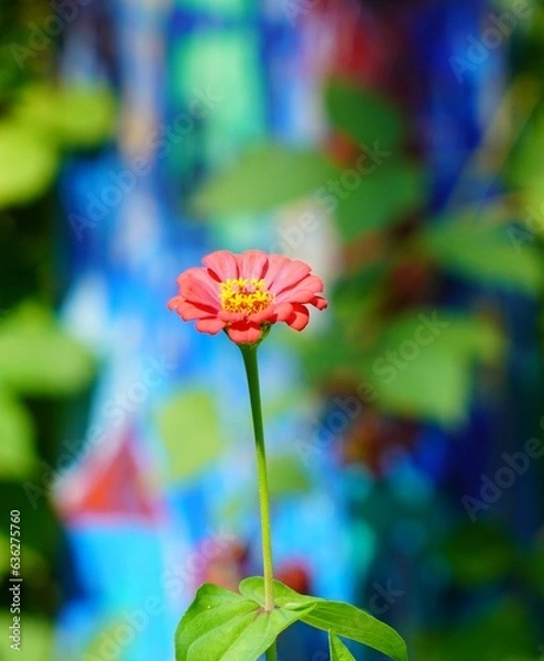 Obraz red and yellow flower