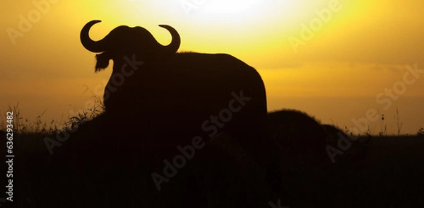 Obraz büffel