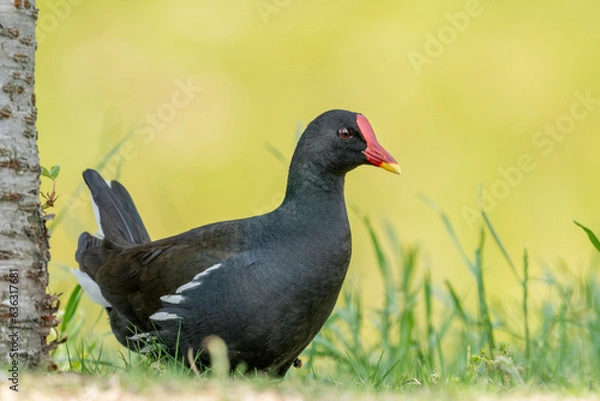 Obraz Close-up of a sitting / standing common moorhen with green backgorund