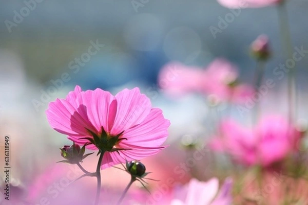 Obraz ピンクのコスモス
