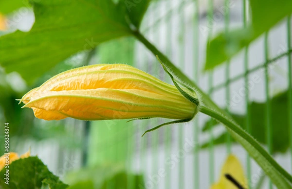 Obraz pumpkin yellow flowers